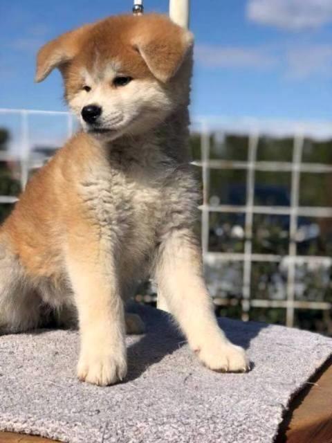 Akita-Inu--stenci
