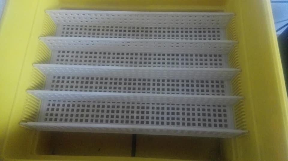 Inkubator