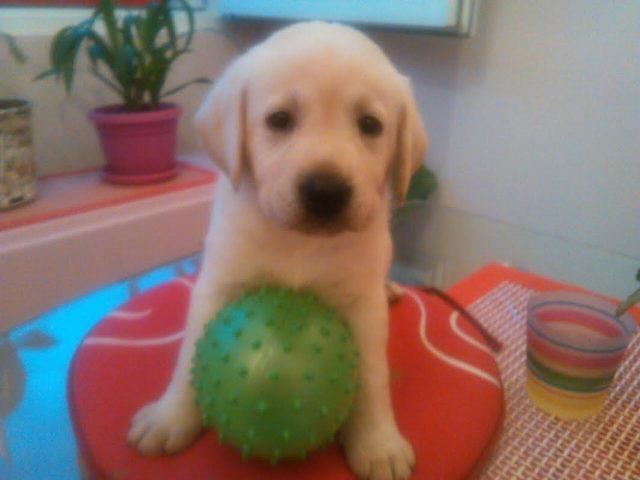 Prelepa stenad Labrador Retrivera
