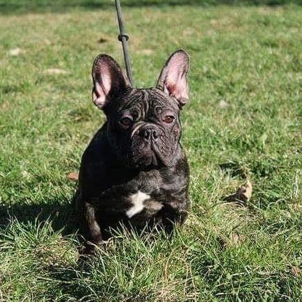 Francuski buldog , muska stenad 