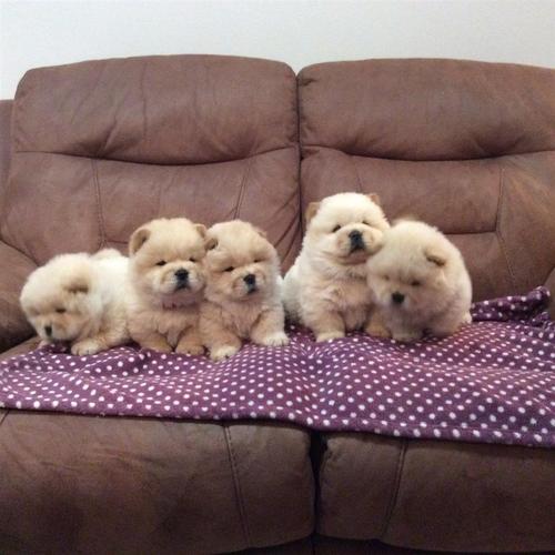 Out Stalni Chow Chows