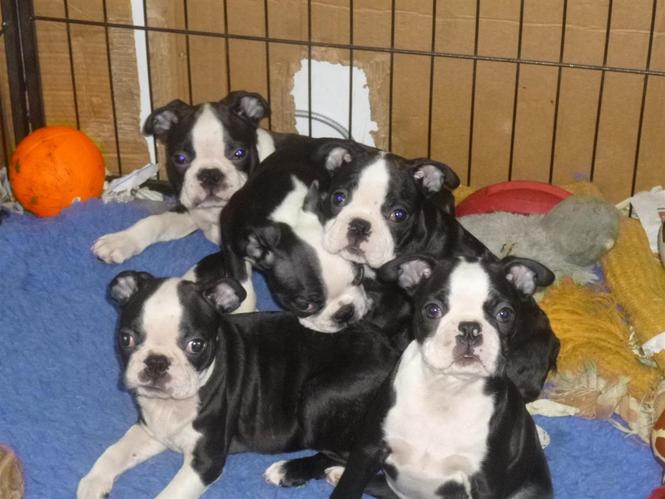 lijepo boston terrie štene