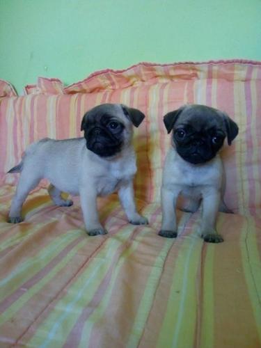 Mops stenci