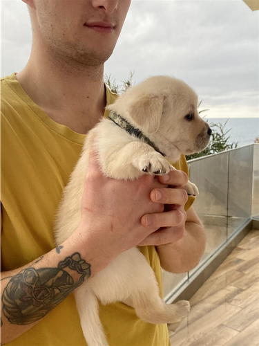 Na prodaju štene labradora