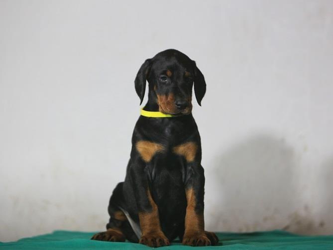 Doberman-štenad
