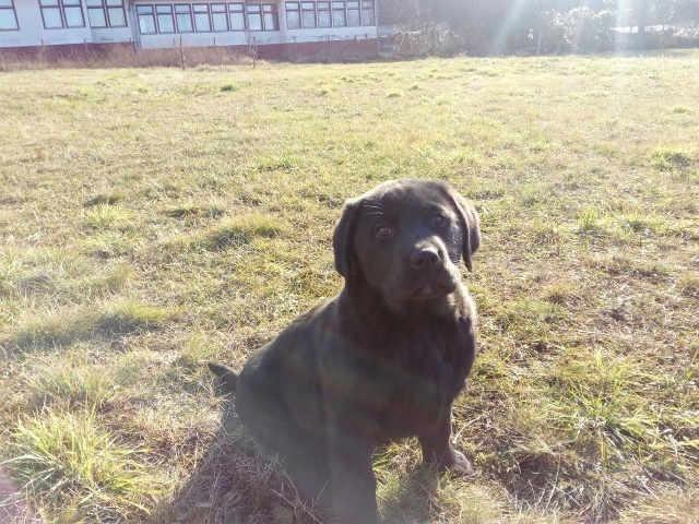 LABRADOR stenci - sa svim papirima