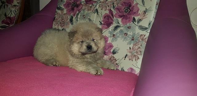 Chow chow cau cau stenad