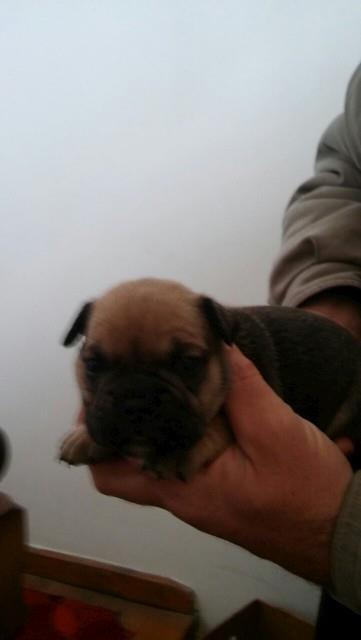 Francuski-buldog-stenad