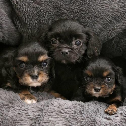 Holistički uzgojeni štenci Cavalier King Charlesa