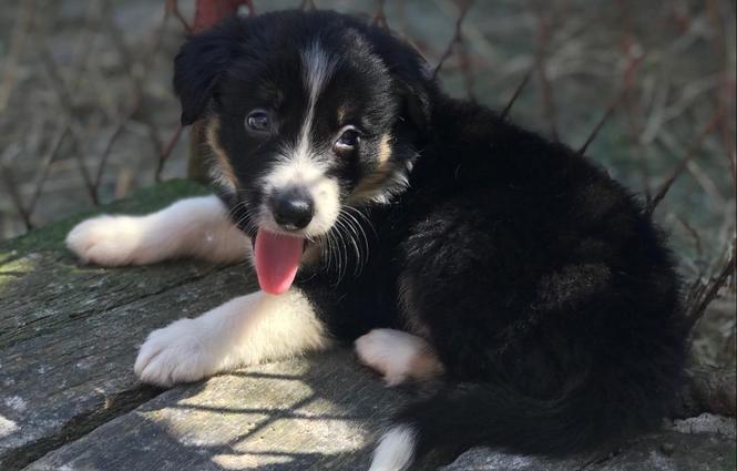 Border koli štenci na prodaju