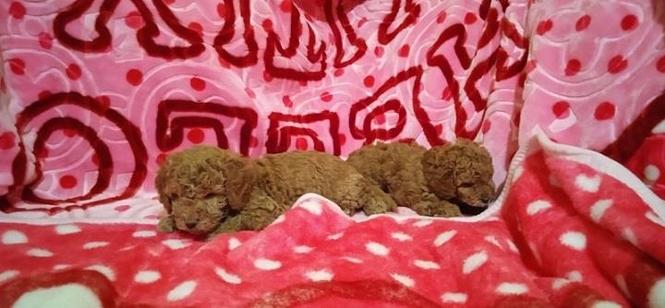 Aprikot i crvene pudle,patuljaste i toj