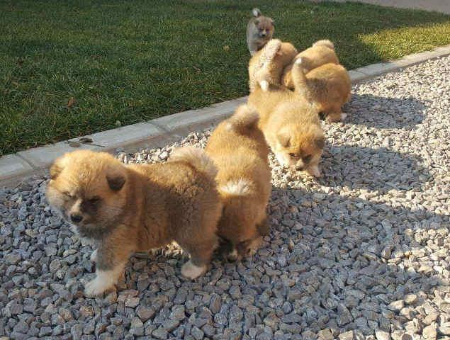 AKITA INU stenci