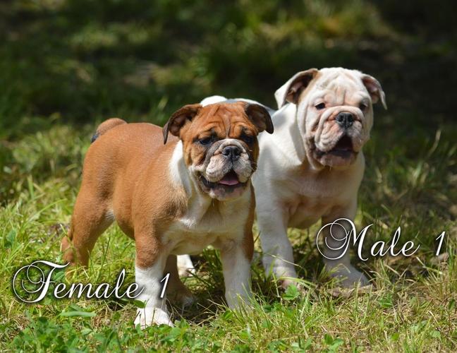 Engleski Buldog - Odlični štenci!