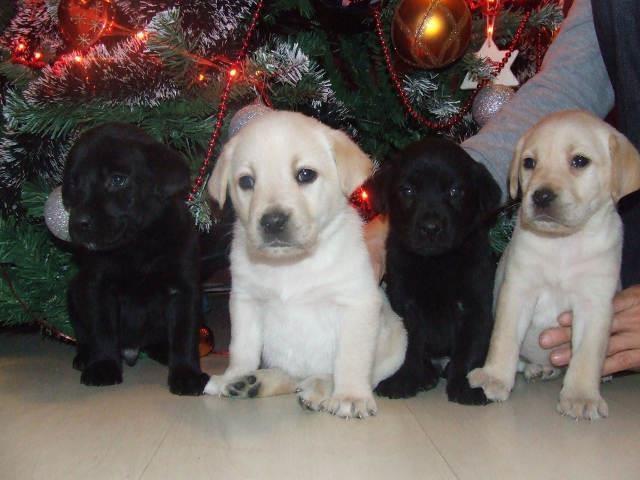 LABRADOR stenci - od ocenjenih roditelja