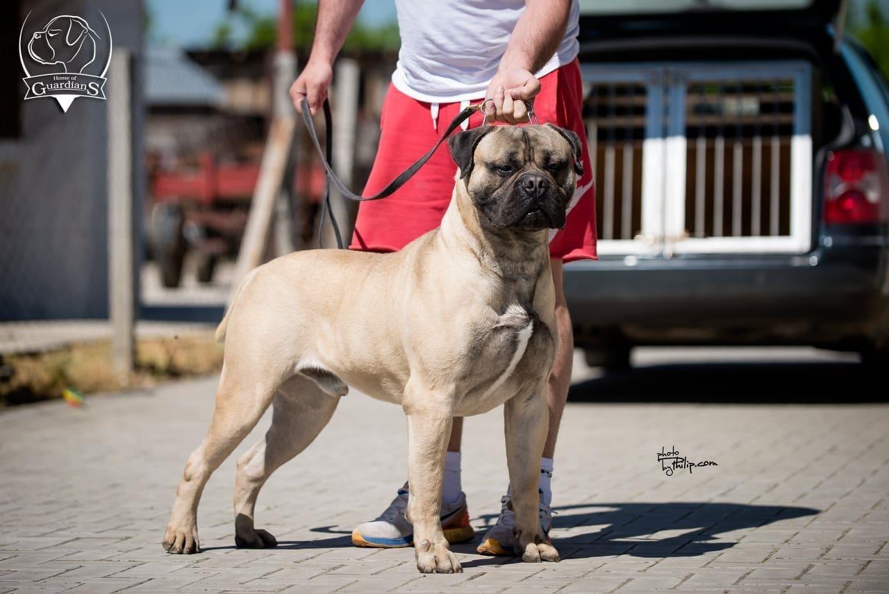 Zenska-stenad-Bullmastiff-a