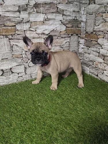 Francuski buldog