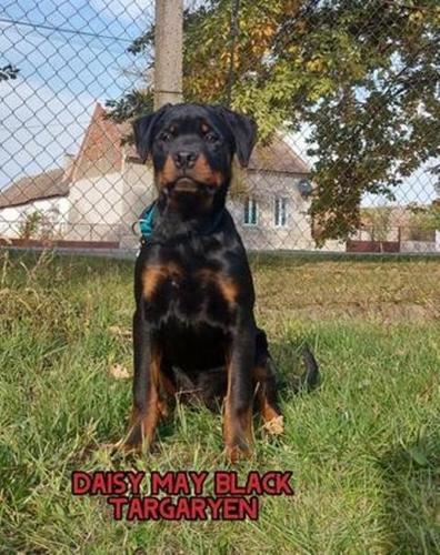 Ženka Rotvajlera 