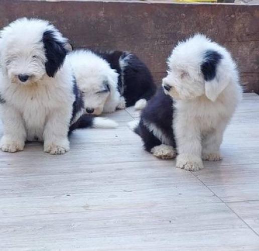 Stari engleski ovčar- bobtail, muško štene 