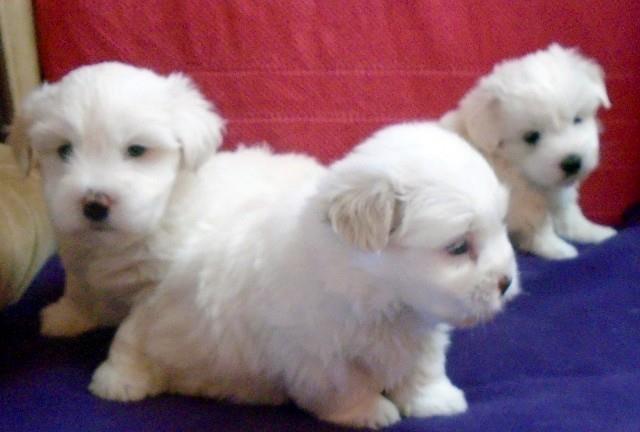 Coton-de-Tulear-Tulearski-pas