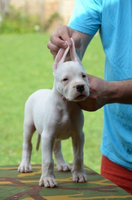 Dogo-Argentino--štenci