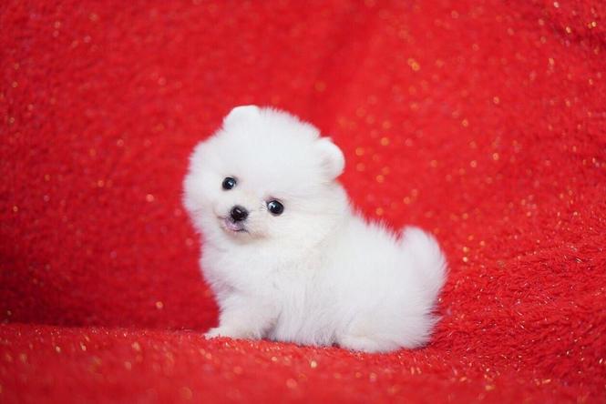 Pomeranac, Boo štenci