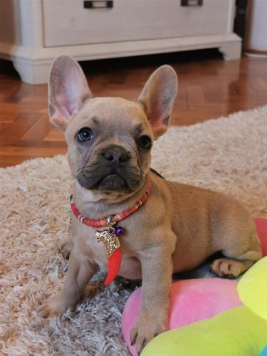 Francuski Buldog