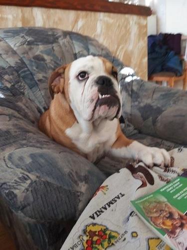 Engleski buldog