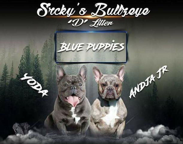 FRANCUSKI BULDOG - muska, vrhunska stenad