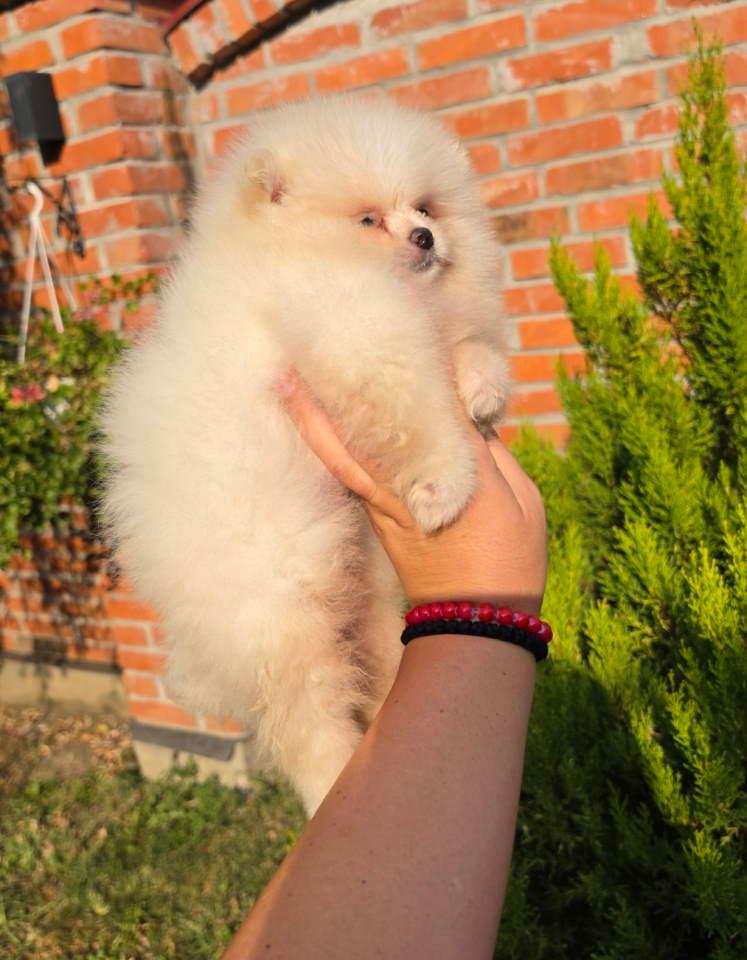 Teddy-bear-pomeranci--dve-sestre