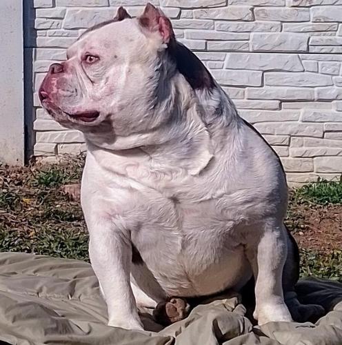 American bully exotic