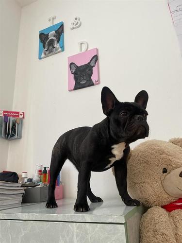 Francuski buldog 
