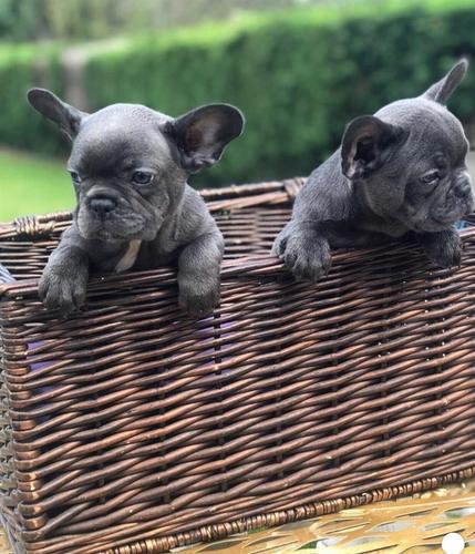 FrenchBulldog e bukur gati për shtëpinë e tyre të 