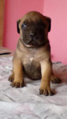 Cane corso, muški, izložbeni štenci