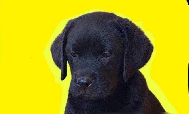 Labrador štenci