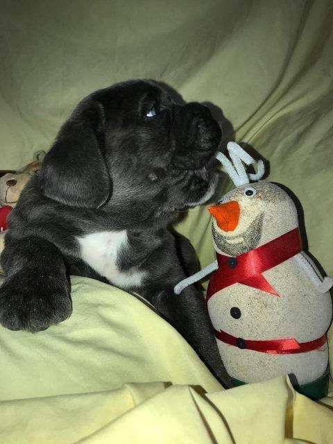 CANE-CORSO---extra-ponuda