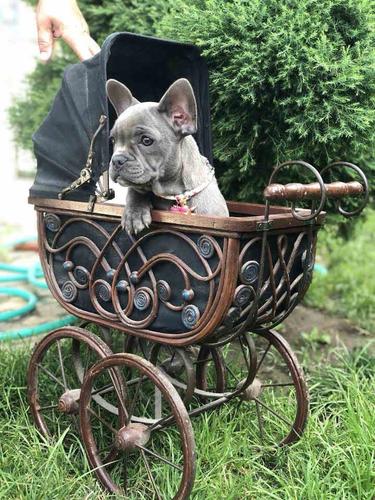 FRANCUSKI BULDOG, plavo-blue stene
