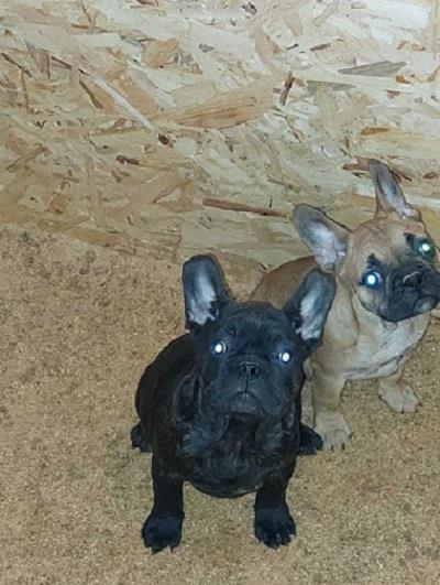 Francuski-Buldog--prelepi-štenci