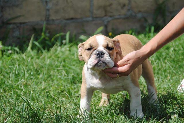 Engleski-buldog-