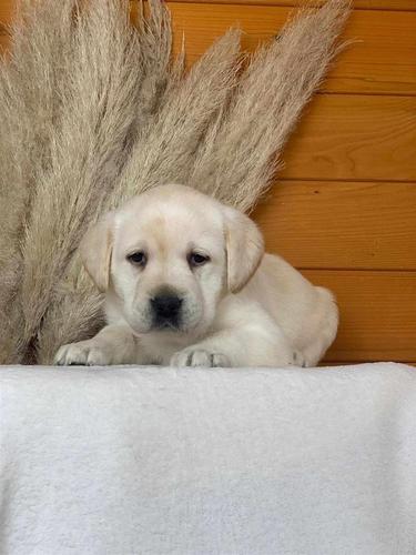 Štenci labradora žute boje 