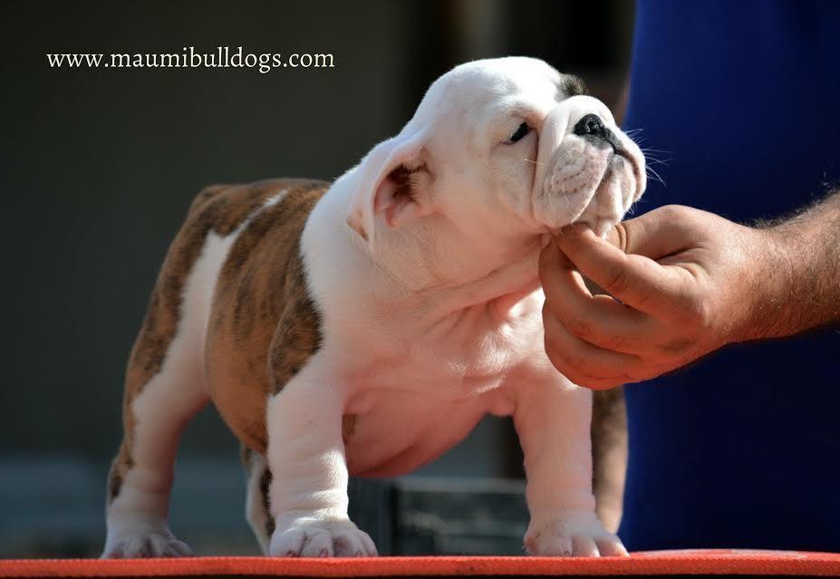 Engleski-Buldog-