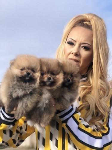 Pomeranac / Pomeranian / Boo štenci