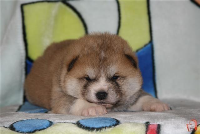 Akita Inu Stenci