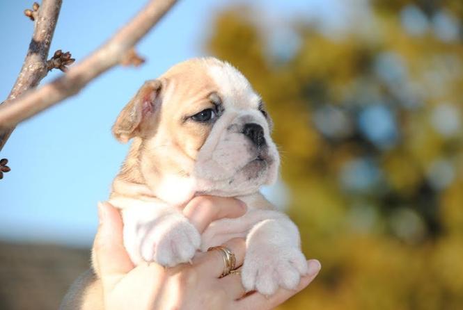 Engleski buldog 