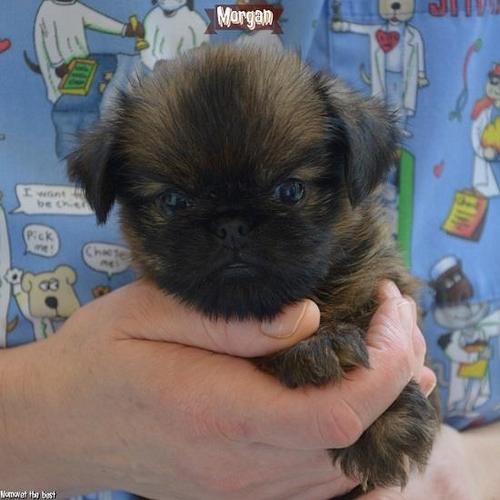 Brussels griffon ( Briselski griffon )