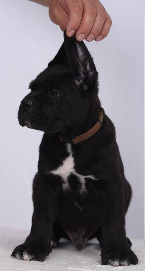 Stenci-CANE-CORSO-sampionskog-porekla
