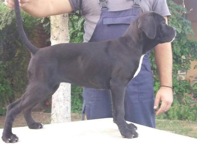 Cane corso stenci 