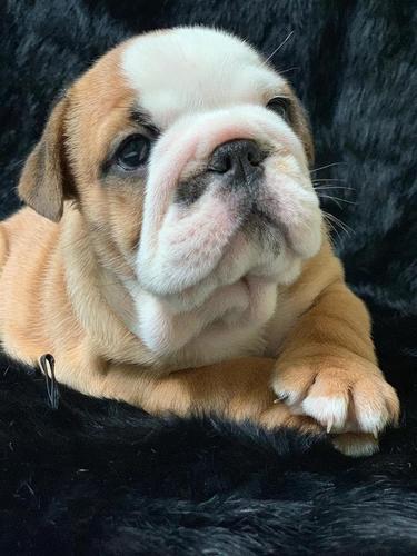 Engleski Buldog