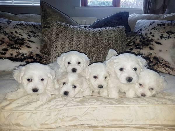 Bichon Maltese