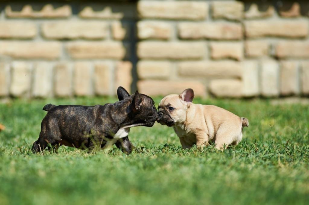 Francuski-buldog-štenci