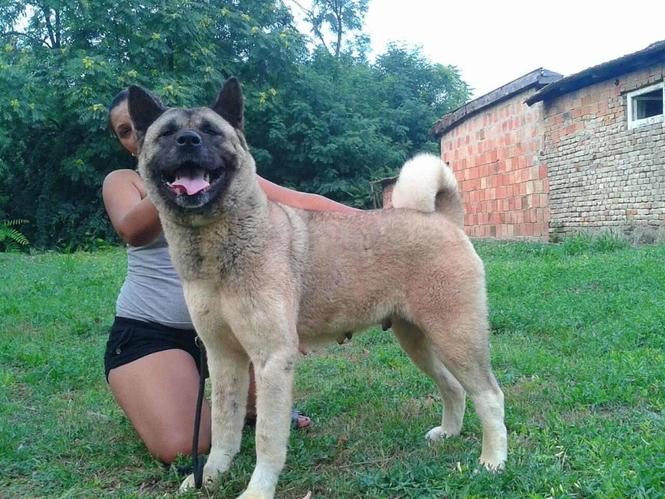 Americke akite, prelepi mladi psi